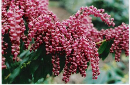 Lily of the Valley Bush